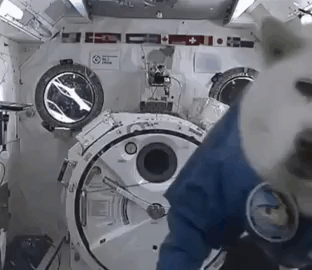 doggo in space